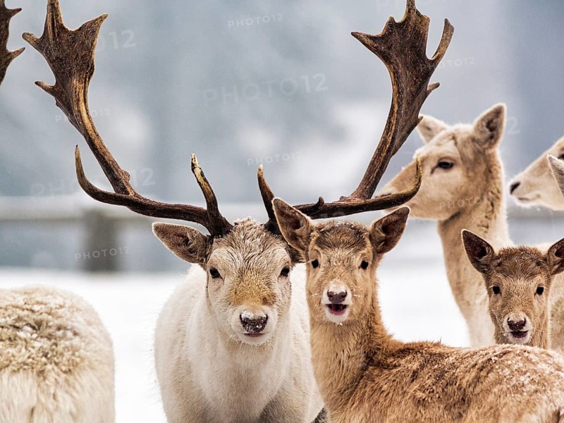 White fallow deer