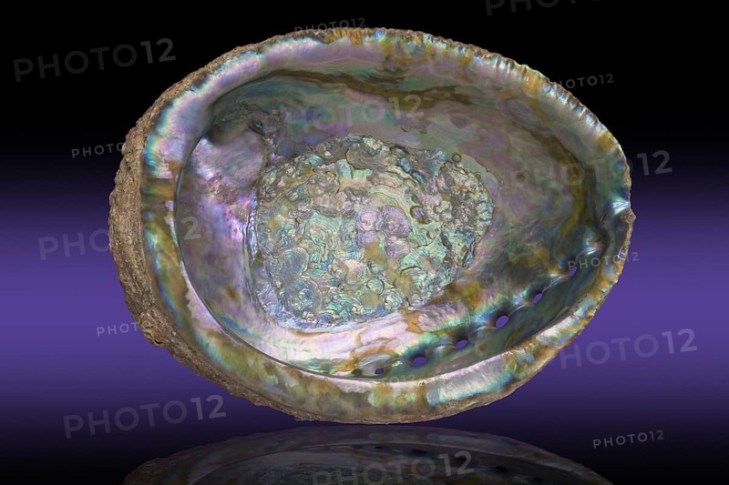 Iridescent Abalone Shell Interior
