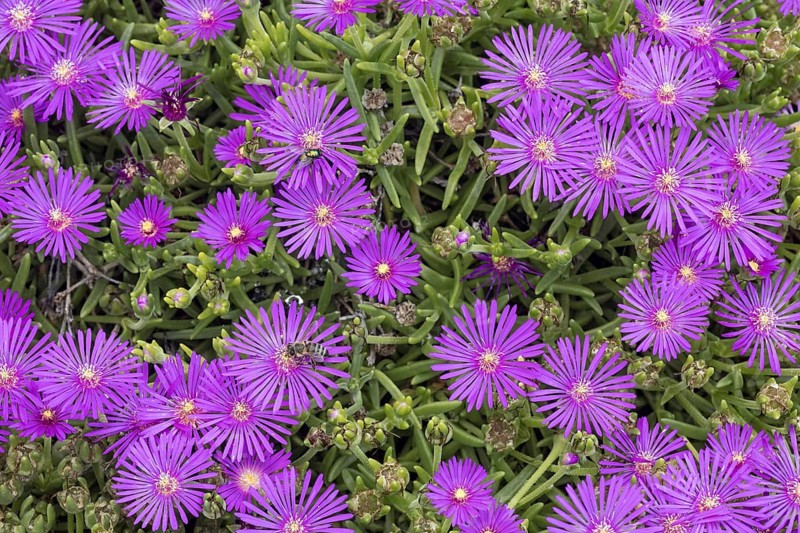 Flowering Succlent