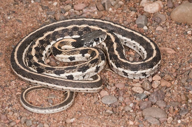 Black-necked garter snake