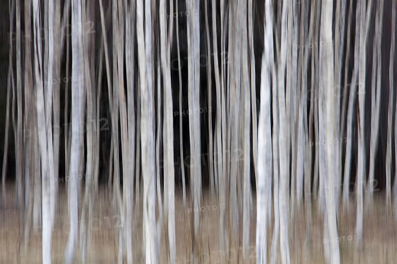 Tree trunks of Silver birch