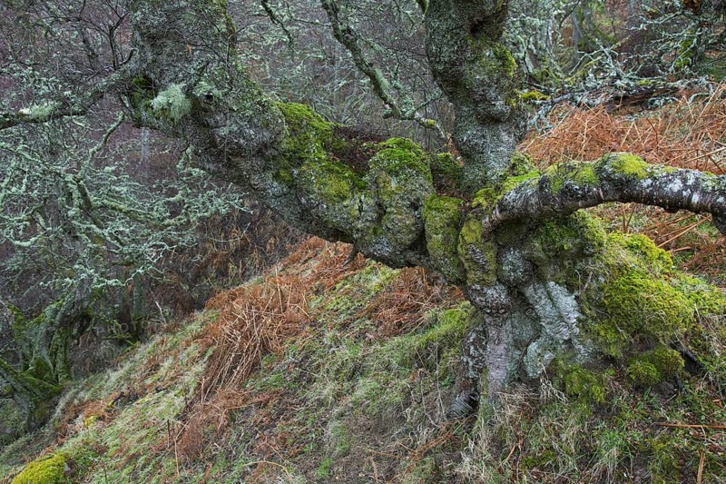 Gnarled silver birch