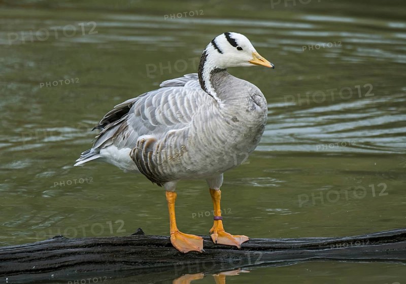 Bar-headed goose