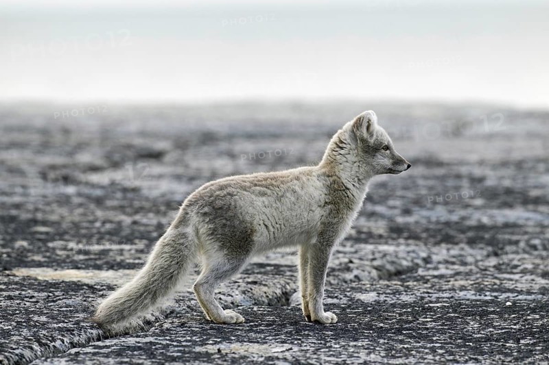Arctic fox