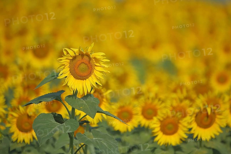 Field with sunflower