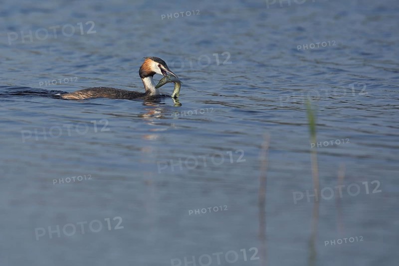 Great Crested Grebe