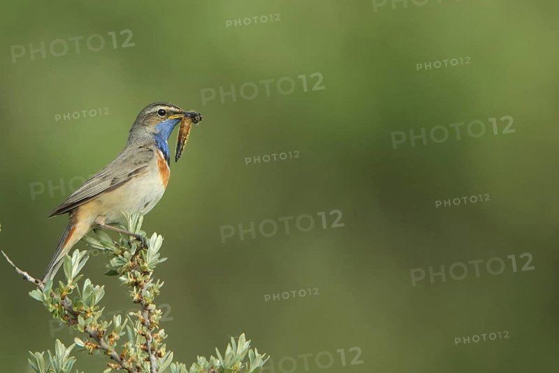 White-starred white-spotted bluethroat