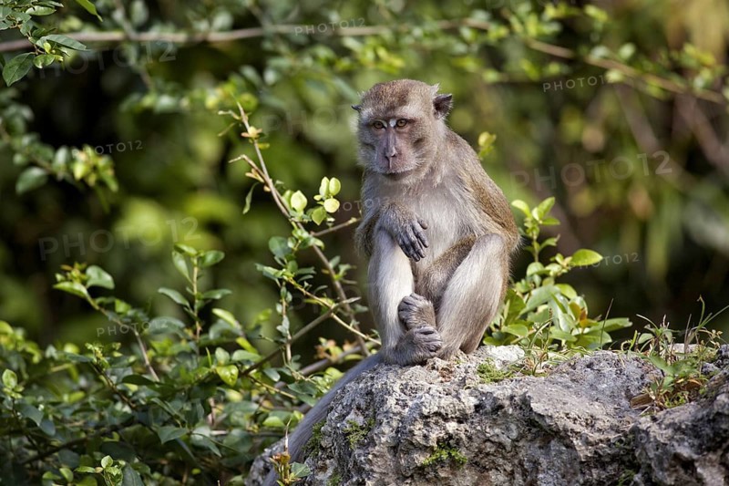 The Crab-eating Macaque