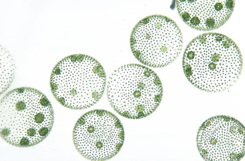 Volvox Colony