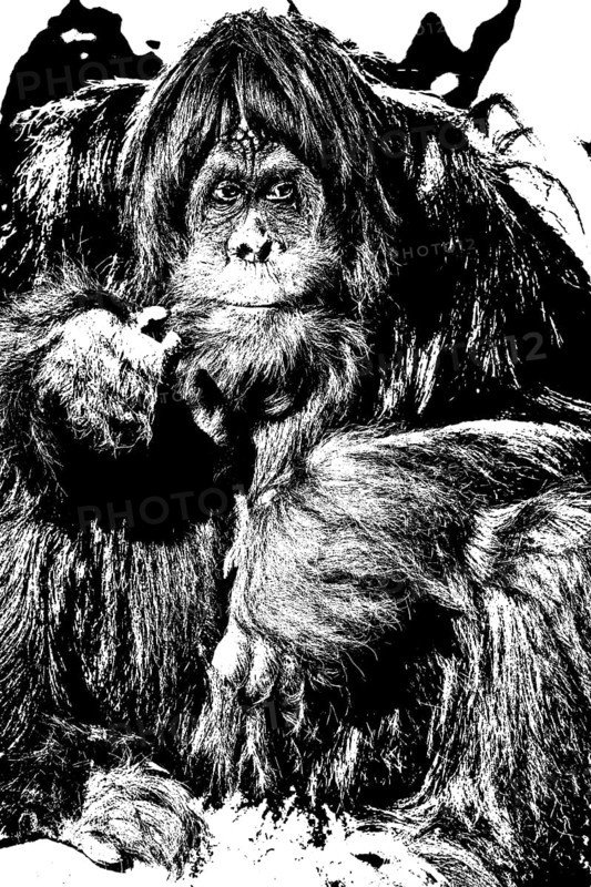 Orang Utan