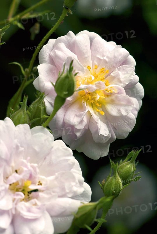 Rambler Rose Pauls Himalaya-Moschus