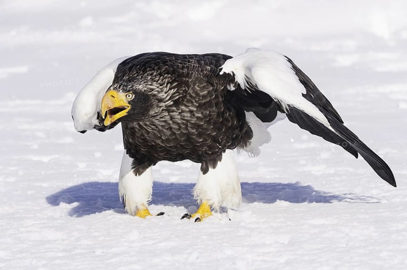 Steller Sea Eagle