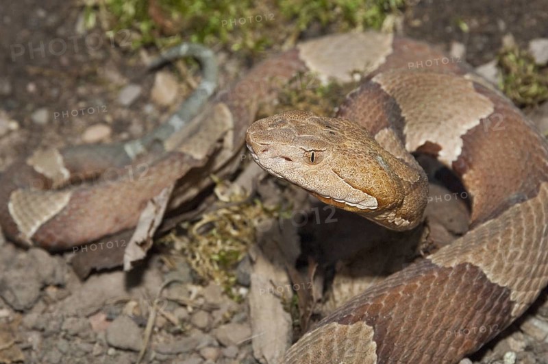 Broadbanded copperhead