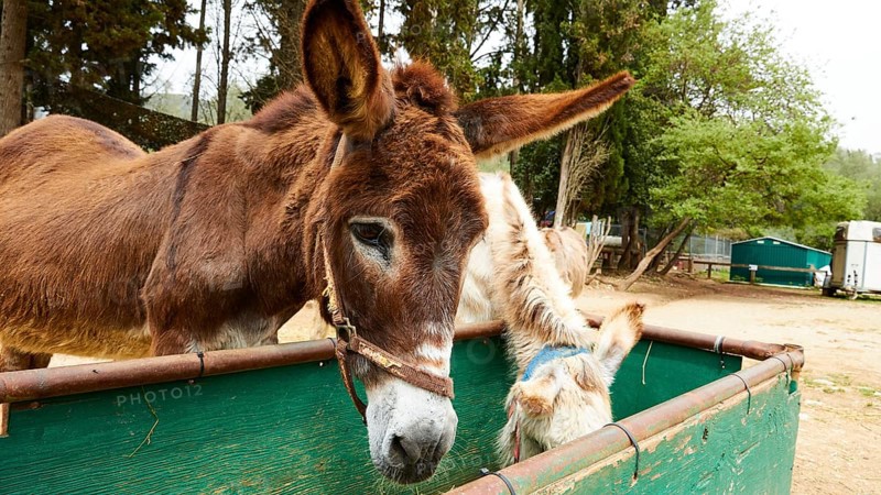 Two donkeys eating from a feeding trough