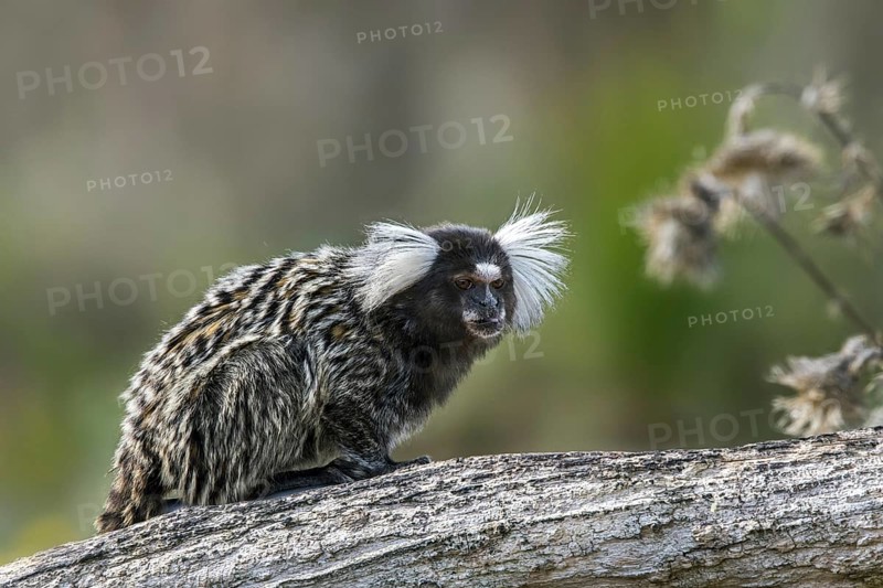 Common marmoset