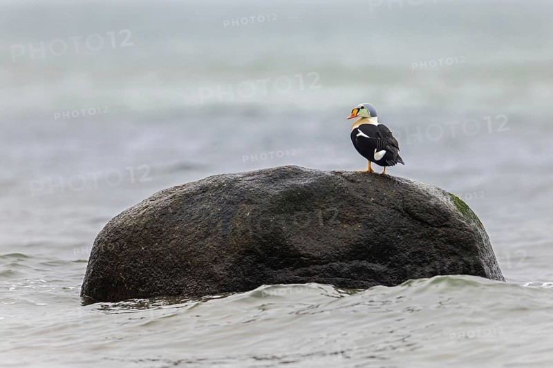King eider