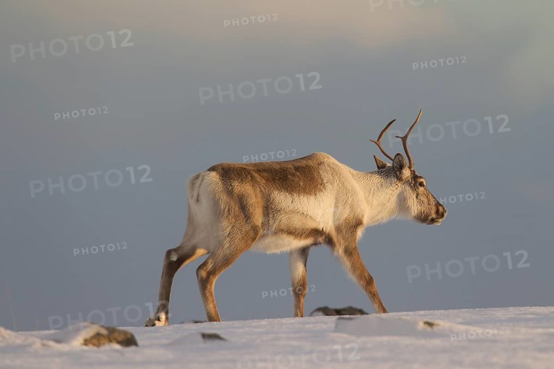 Reindeer