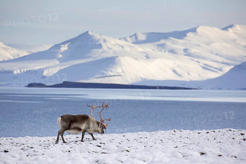 Svalbard reindeer