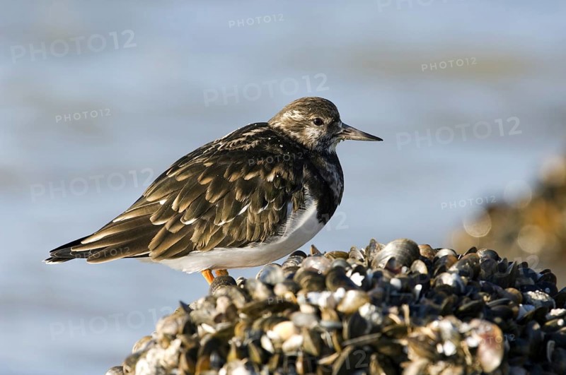Turnstone
