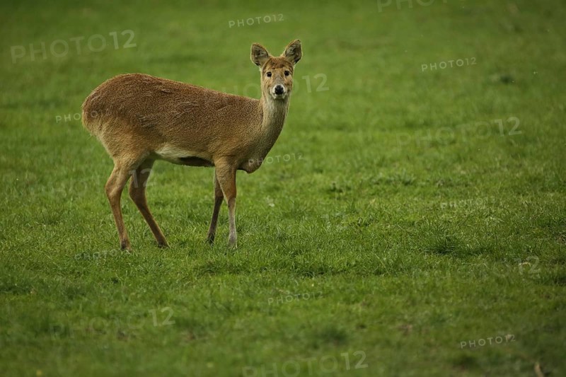 Chinese water deer