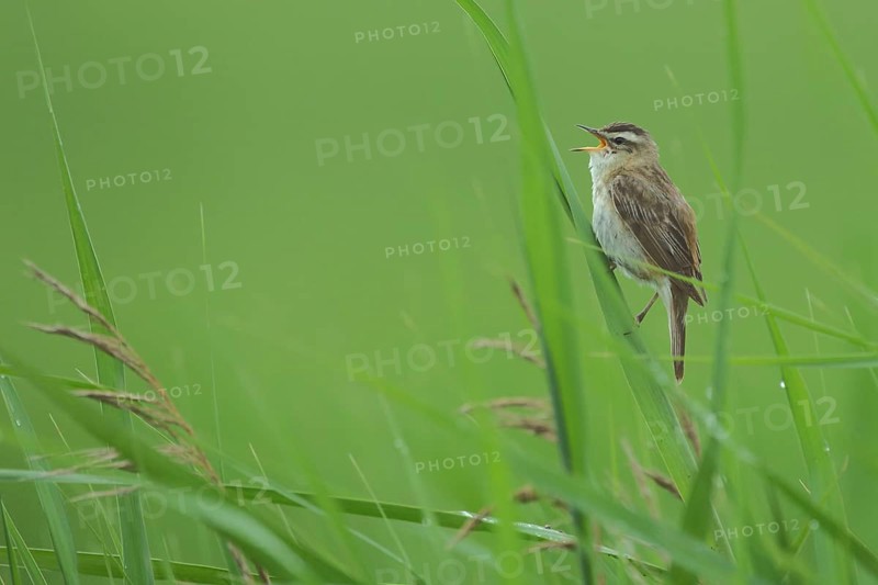 Sedge warbler