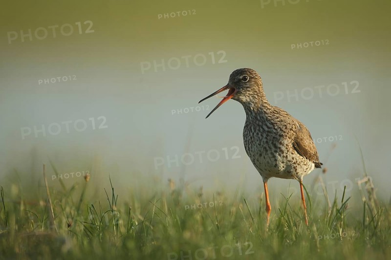 Common redshank