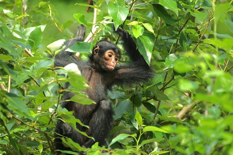 Red-faced spider monkey