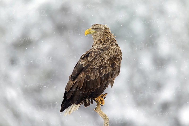 White-tailed Eagle