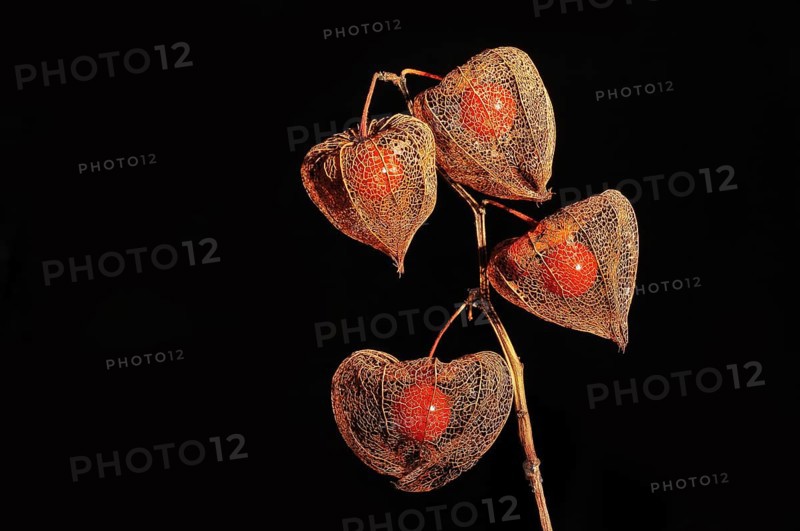 Cape gooseberry