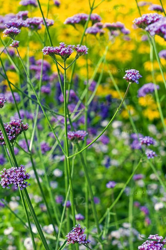 Common vervain