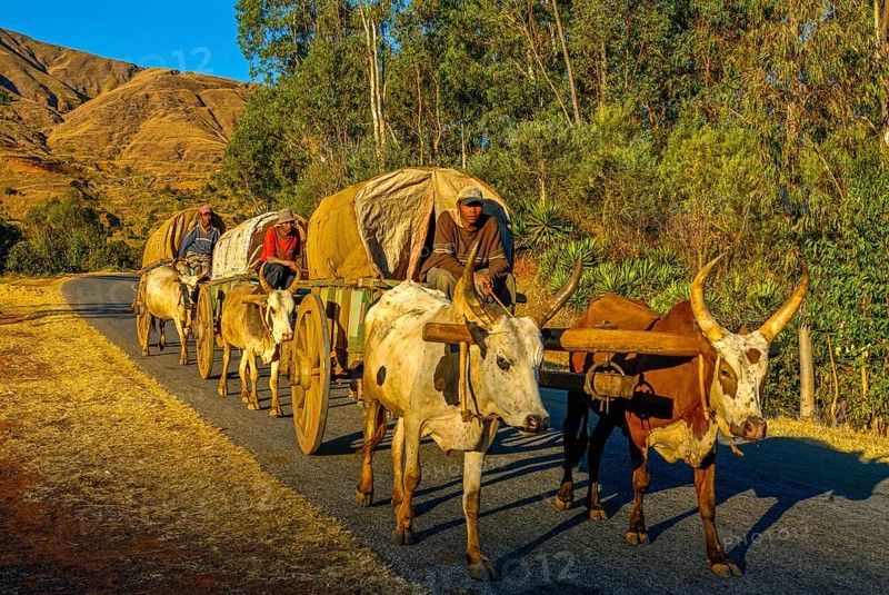 Ox cart caravan along the road between Antanarivo and Morondavia
