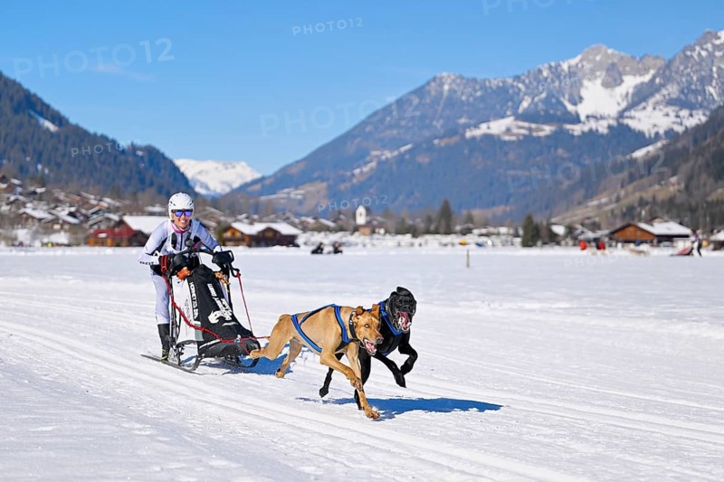 Musher with two European sled dogs