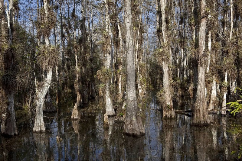 Air Plants Growing on Bald Cypress Trees