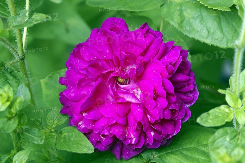 Rose de resht