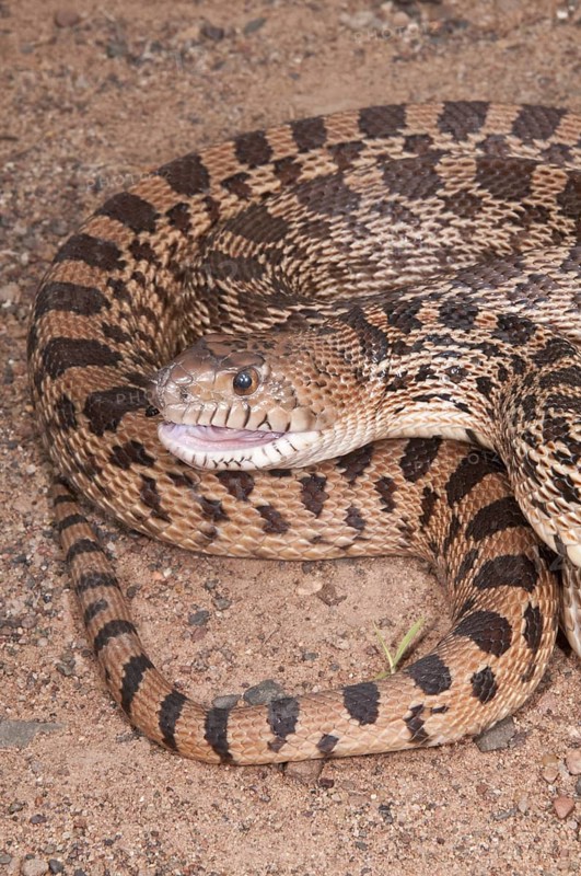 Texas bull snake