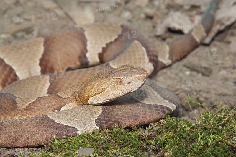 Broadbanded copperhead