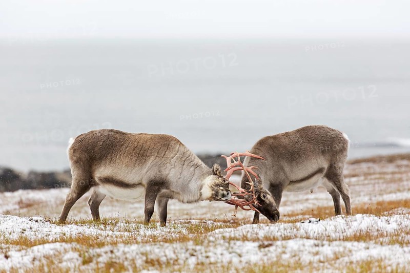 Two Svalbard reindeer