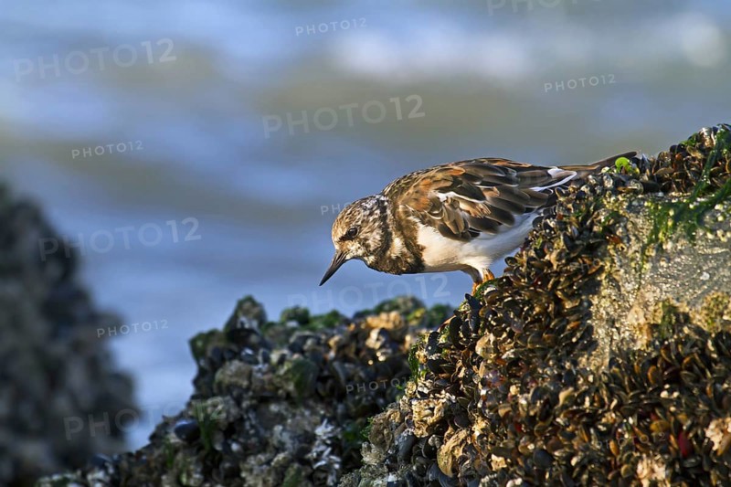 Ruddy Turnstone