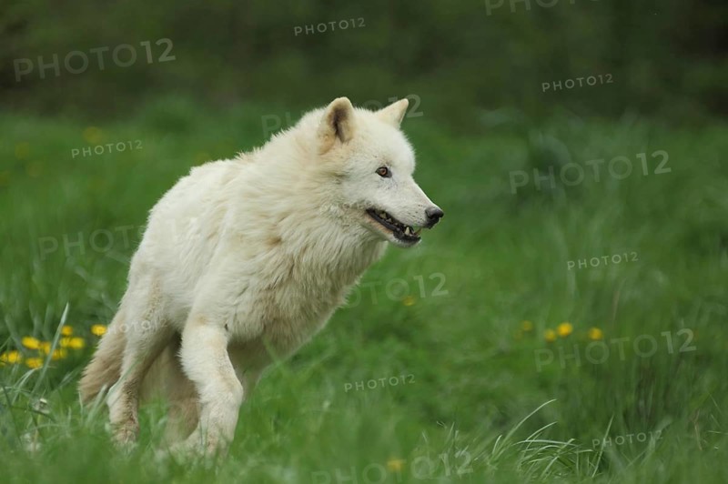 Alaskan tundra wolf