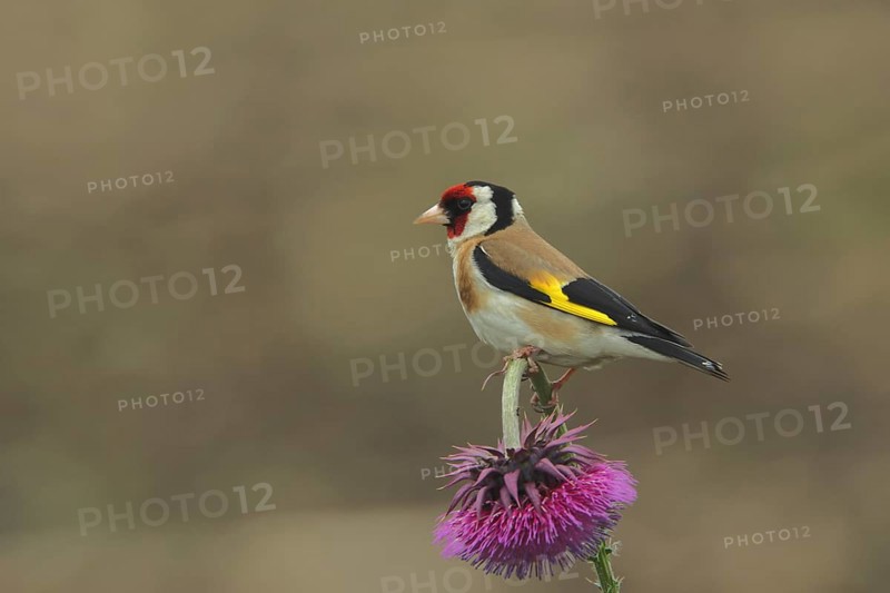 European goldfinch