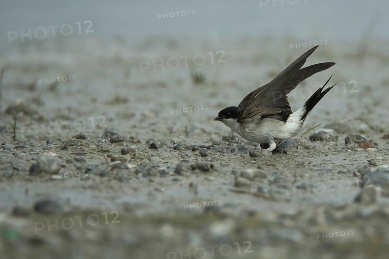 Common house martin