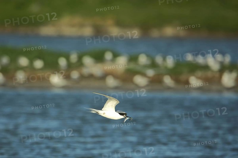 Sandwich tern