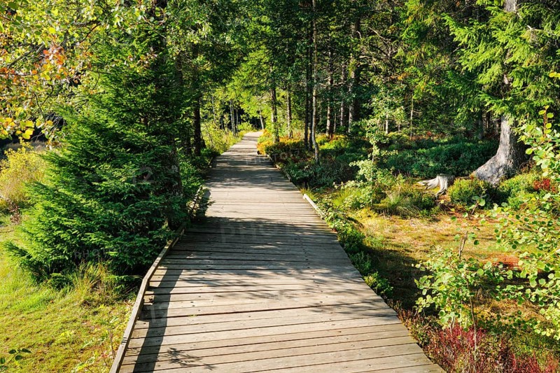 Wooden path in the forest along the Etang de la Gruere mire lake in the canton of Jura