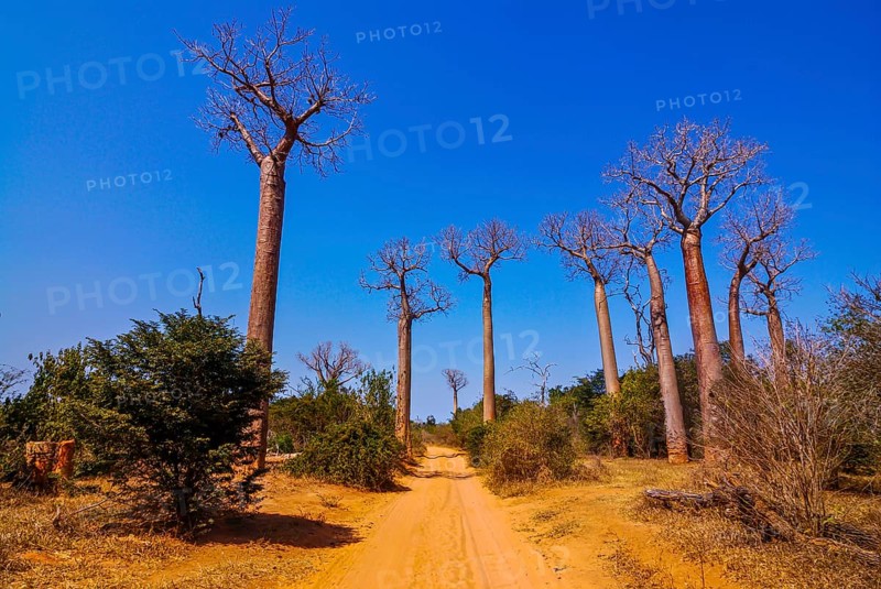 Avenue de Baobabs near Morondave