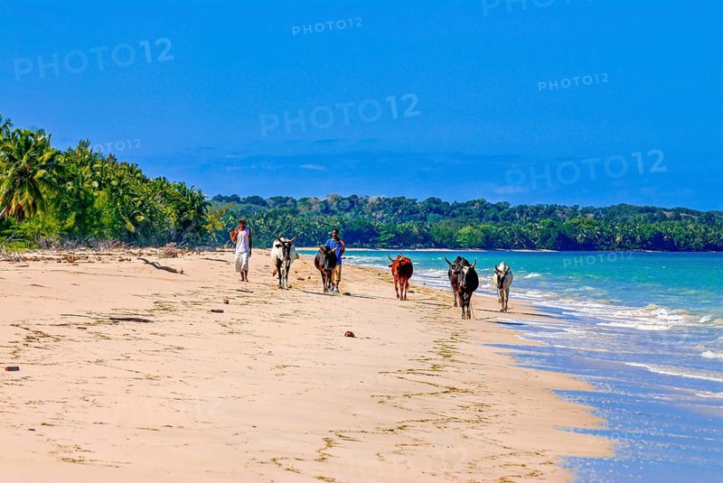 Cow herd walking on a long white sand beach in the north of the island Ile Sainte-Marie although Nosy Boraha