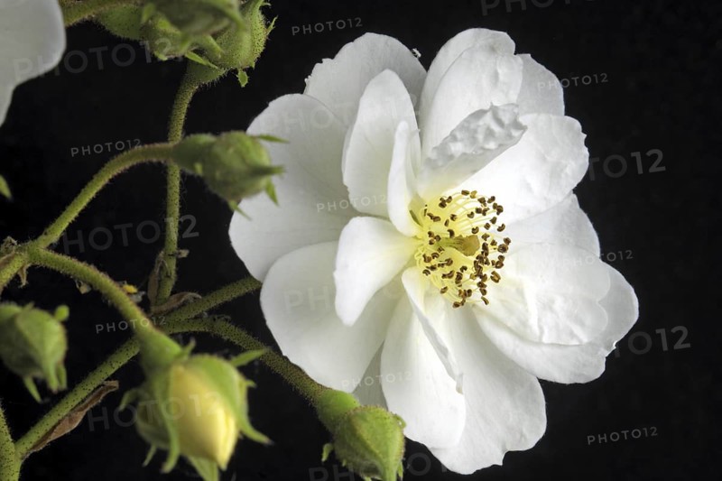 Rambler shrub rose