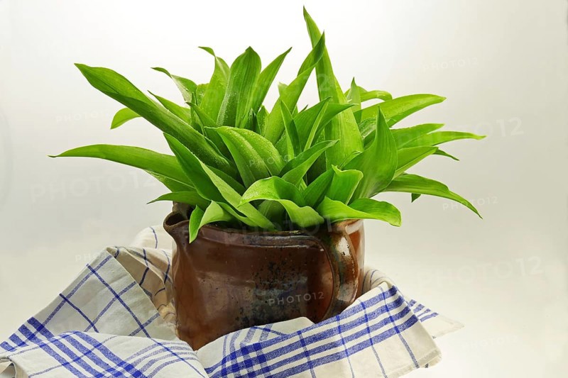 Wild garlic in a clay jug
