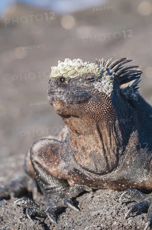 Marine iguana