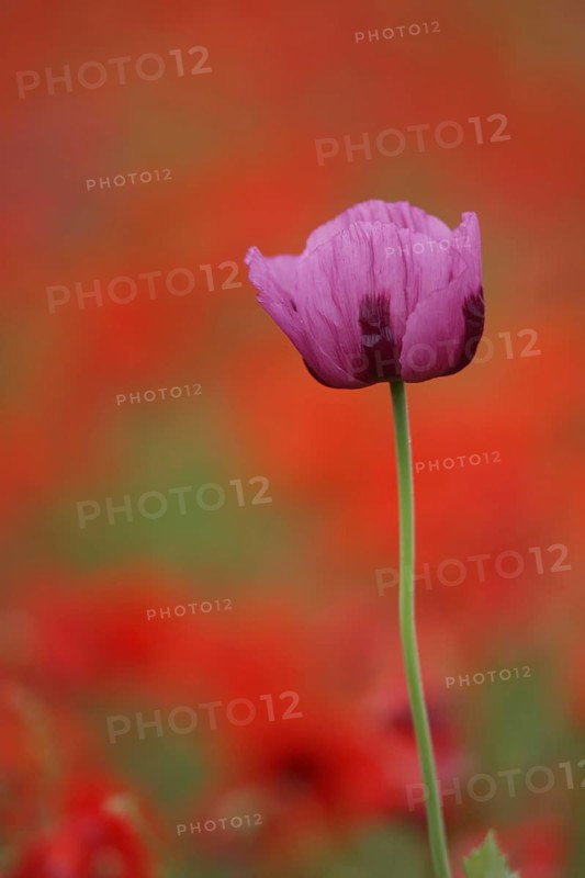 Flower of the opium poppy