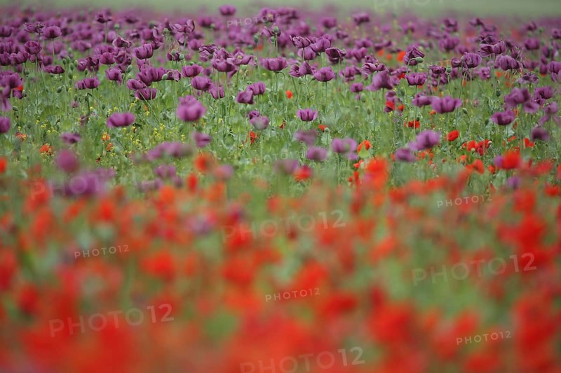 Flower meadow with opium poppy